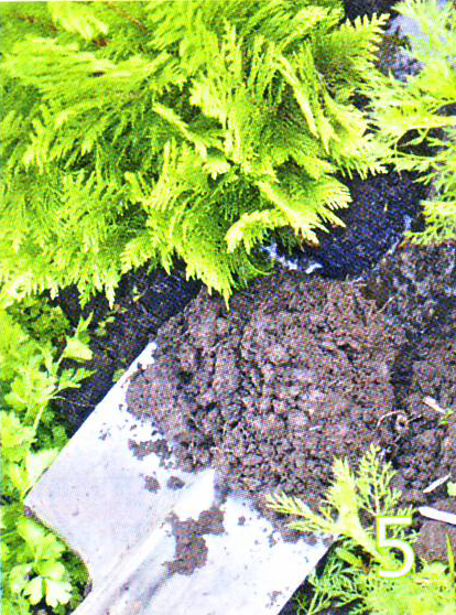 IMAGE0017 (6)